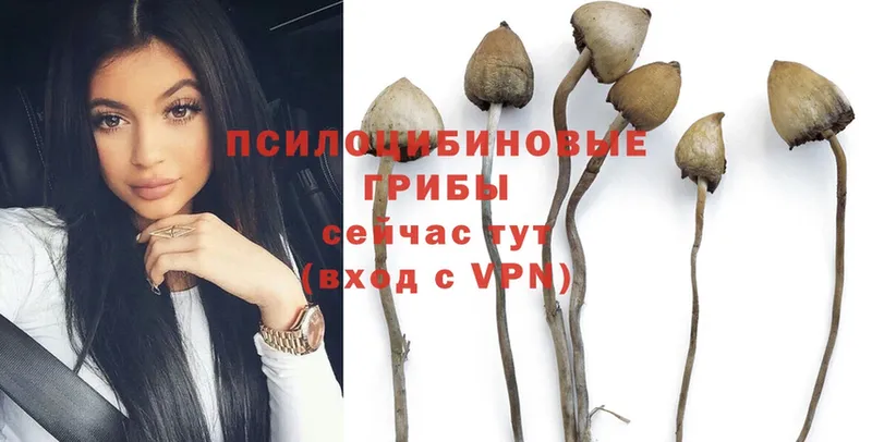 Галлюциногенные грибы Psilocybe  Духовщина 